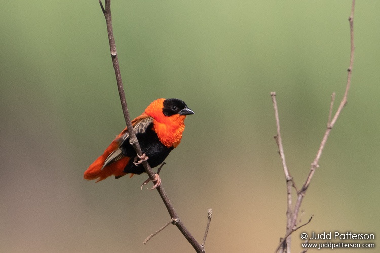 Northern Red Bishop, Guadeloupe